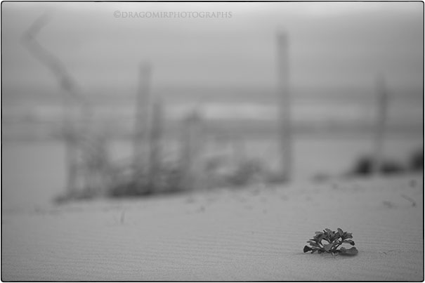 Beach Plant