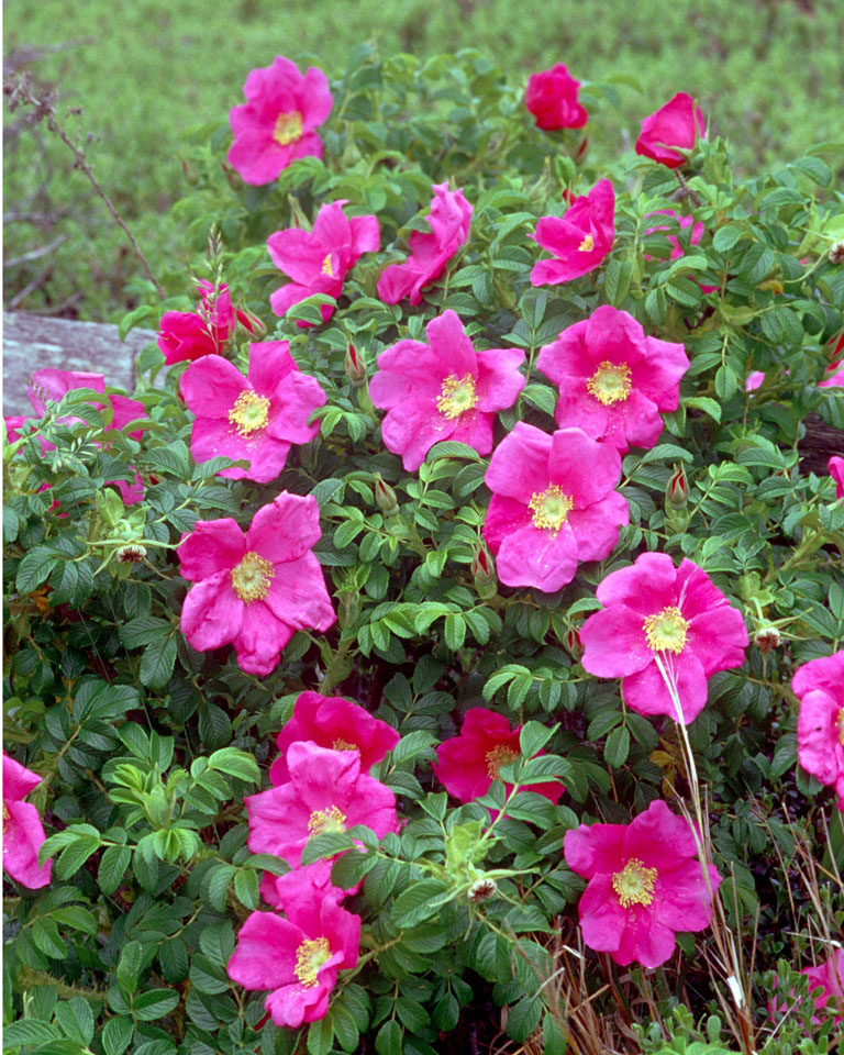 Beach Roses, Marconi Beach, Welfleet (Cape Cod), MA