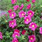 Beach Roses, Marconi Beach, Welfleet (Cape Cod), MA