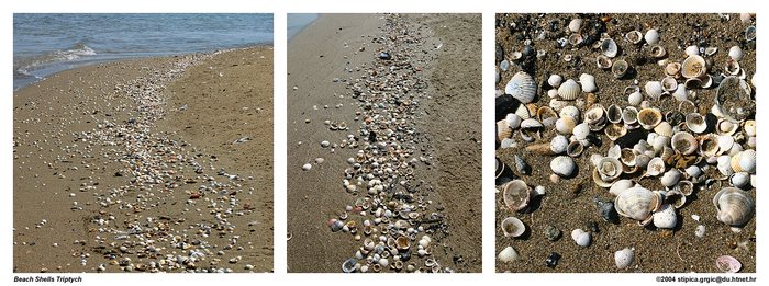 Beach Shells Triptych