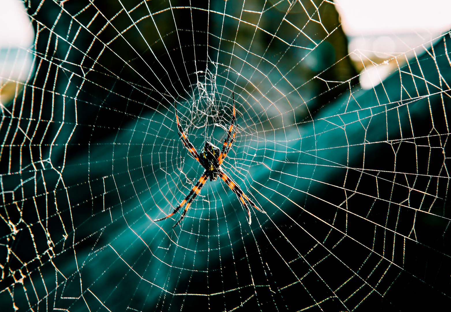 Beach Spider