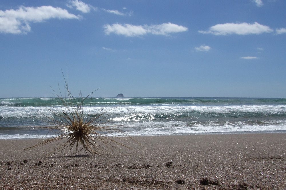 Beach star