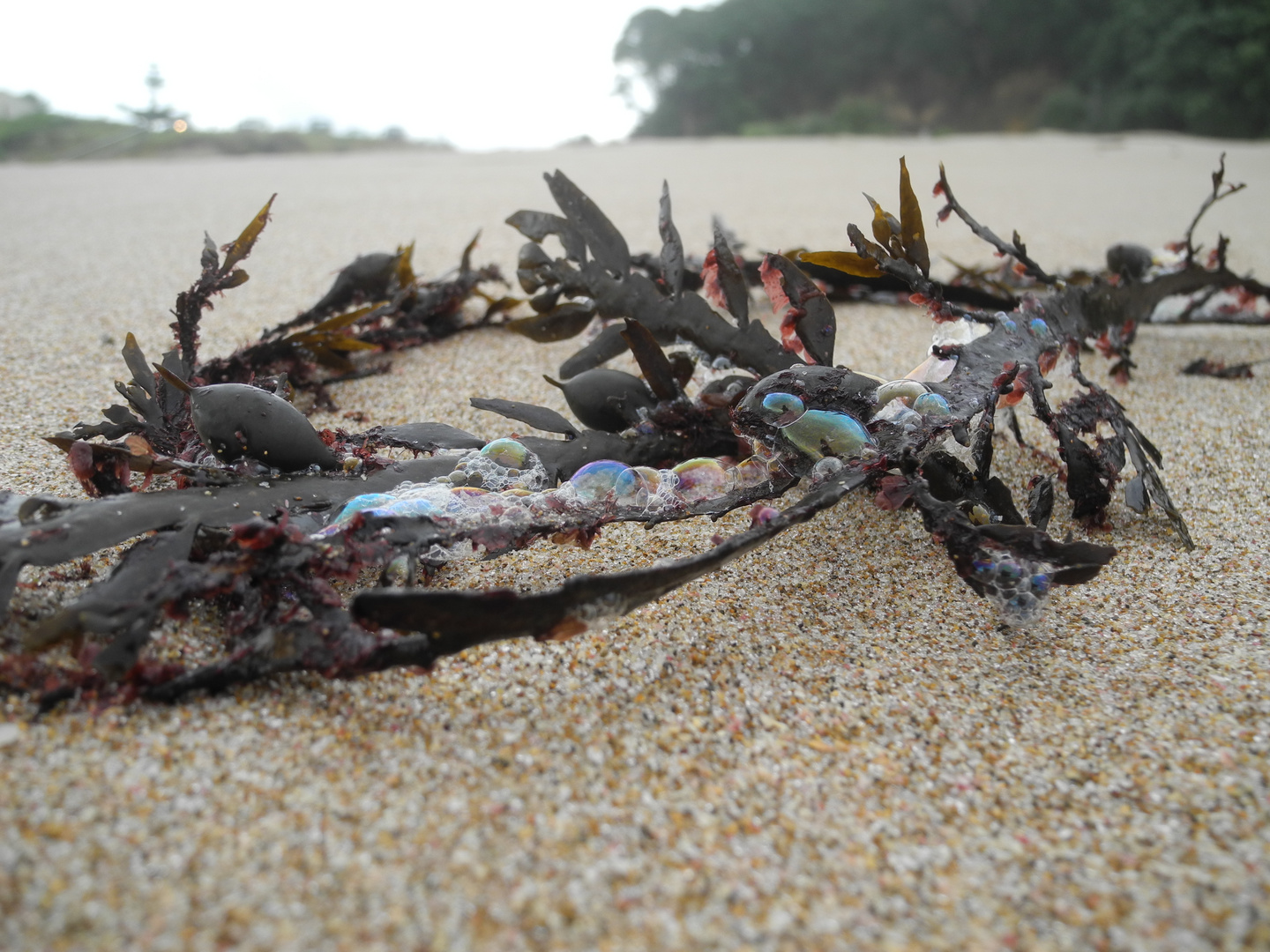 Beach-Treasures.