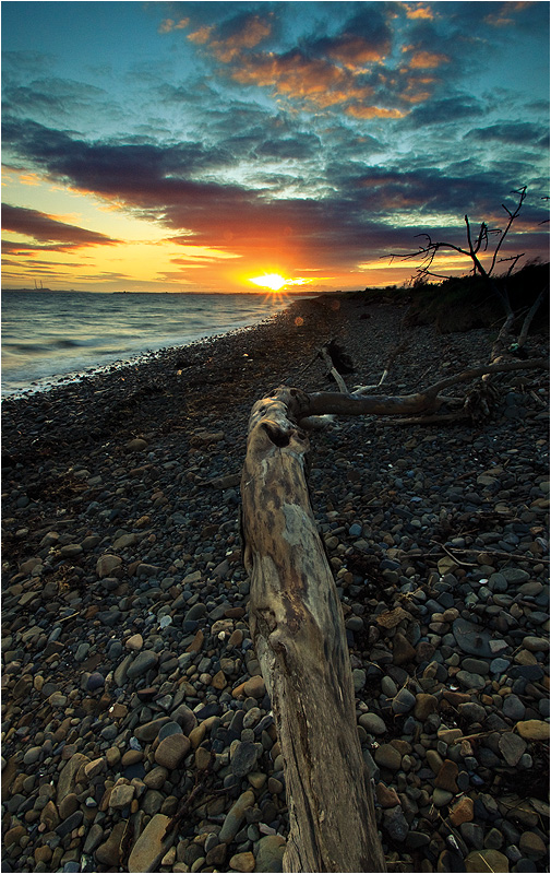 Beach Tree