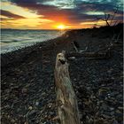 Beach Tree