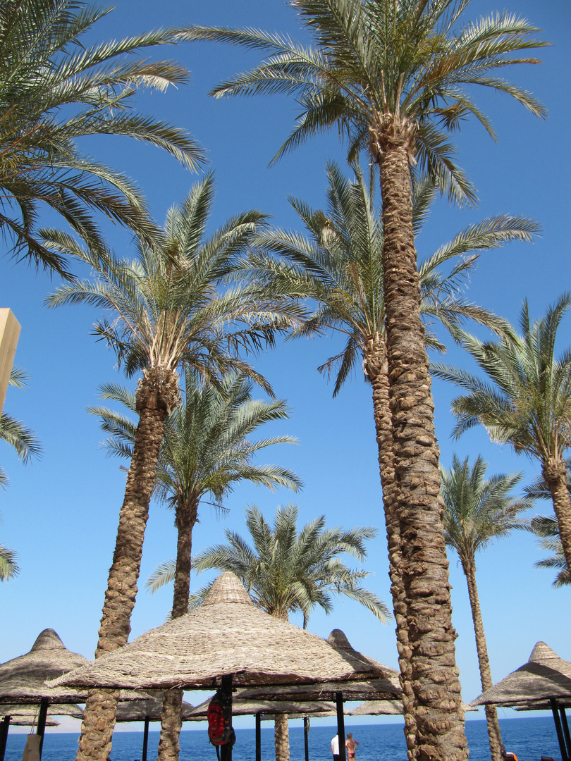 Beach view with palm trees