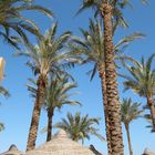 Beach view with palm trees