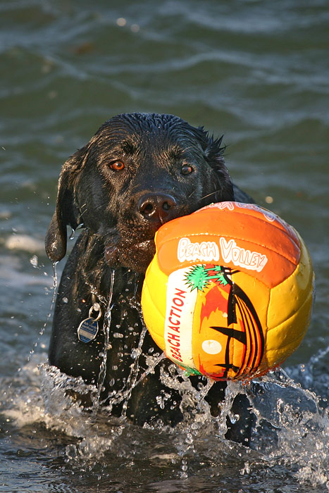 Beach Volley