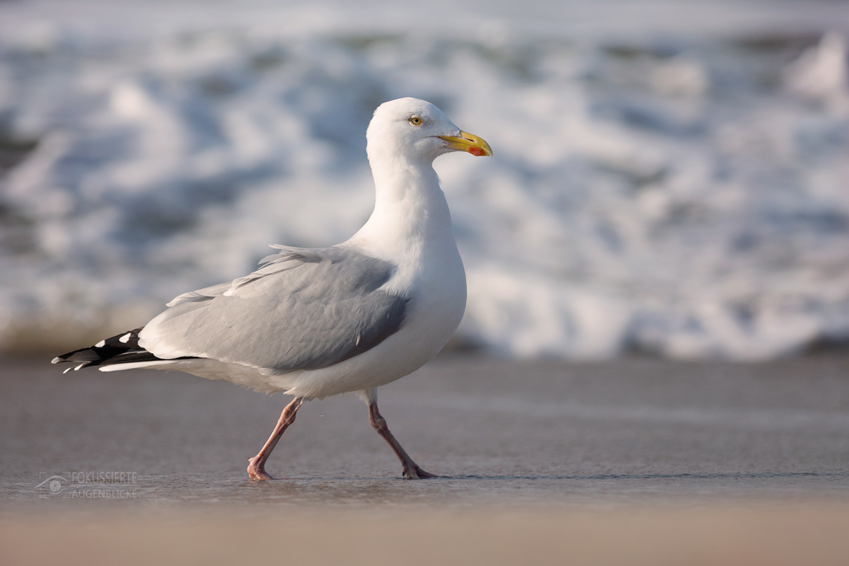 beach walk