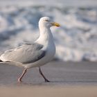 beach walk