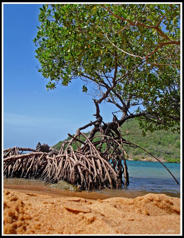 Beach with mangrove