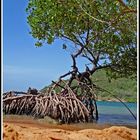 Beach with mangrove