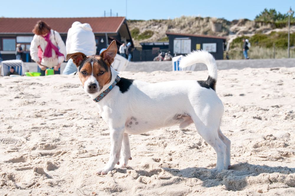 Beachboy