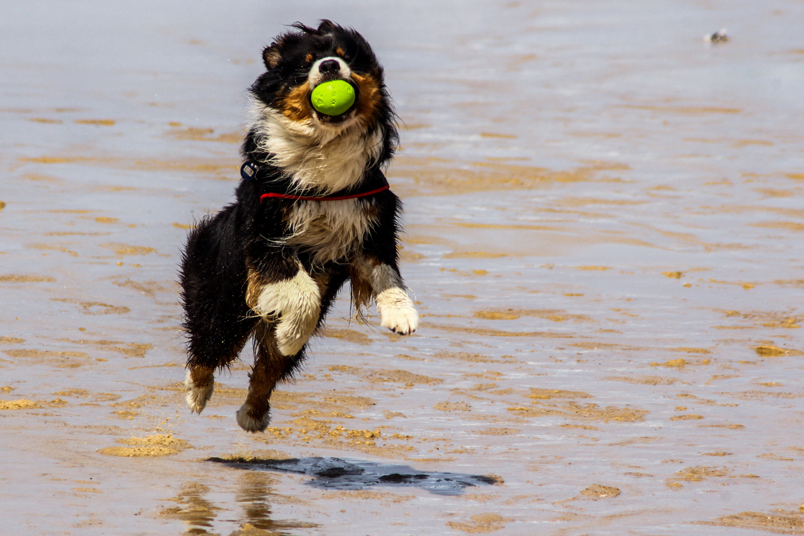 Beachboy