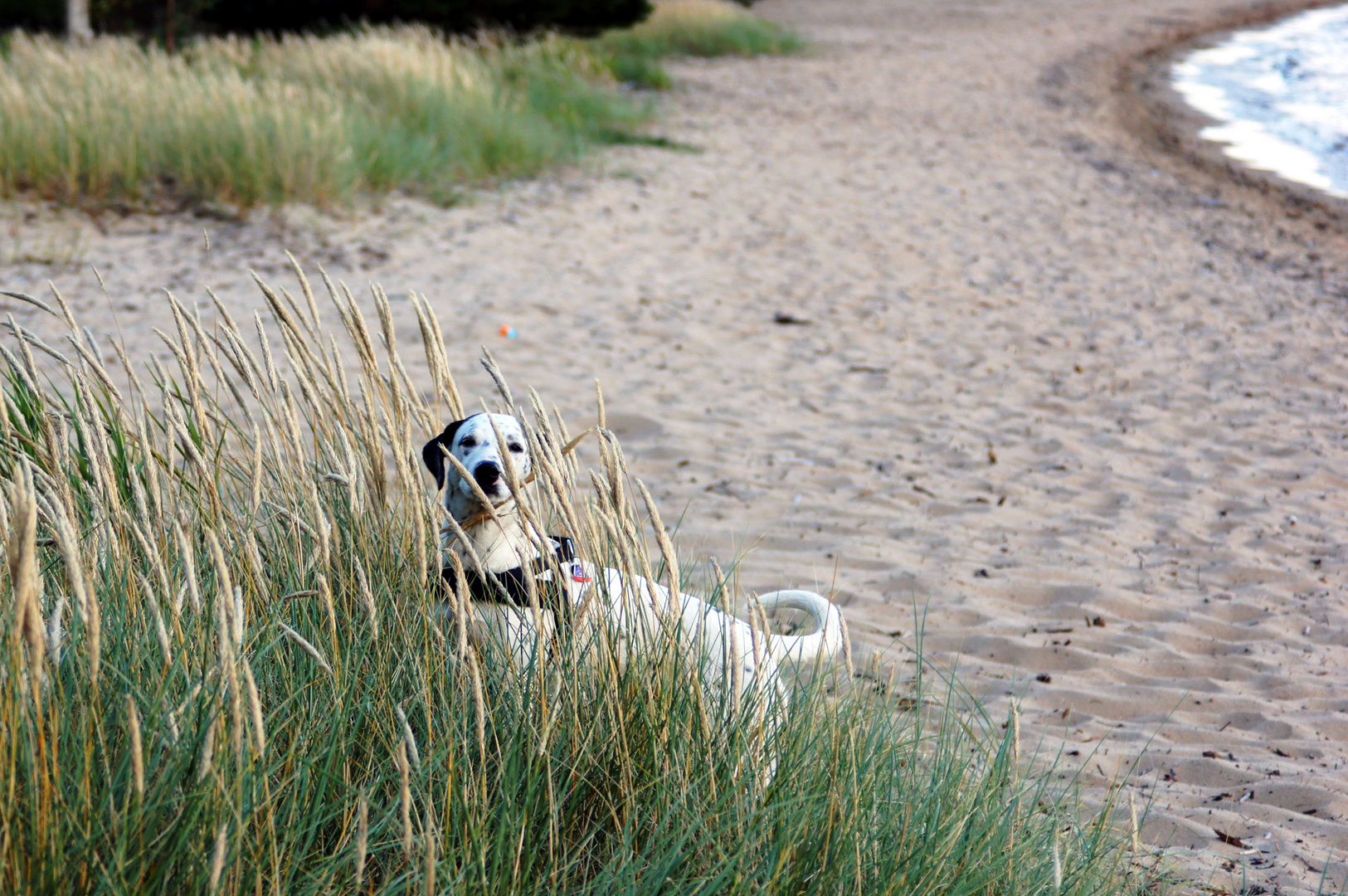 Beachdog hat den Durchblick