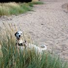 Beachdog hat den Durchblick