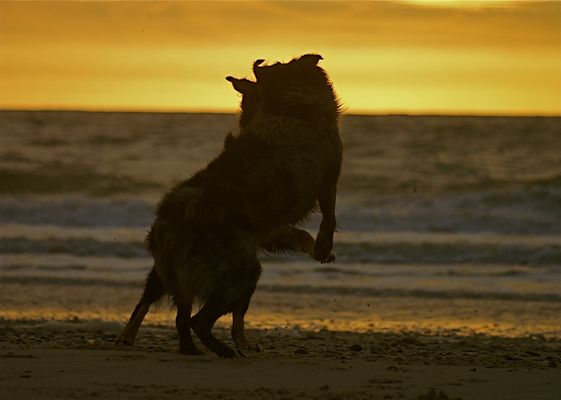 Beachgames DK 2011-2