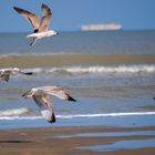 >>Beachlife<< Bredene