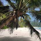 beachlife Seychellen