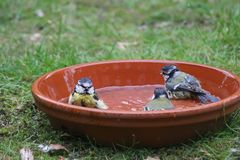 "Beachparty " in meiner Vogeltränke :O)