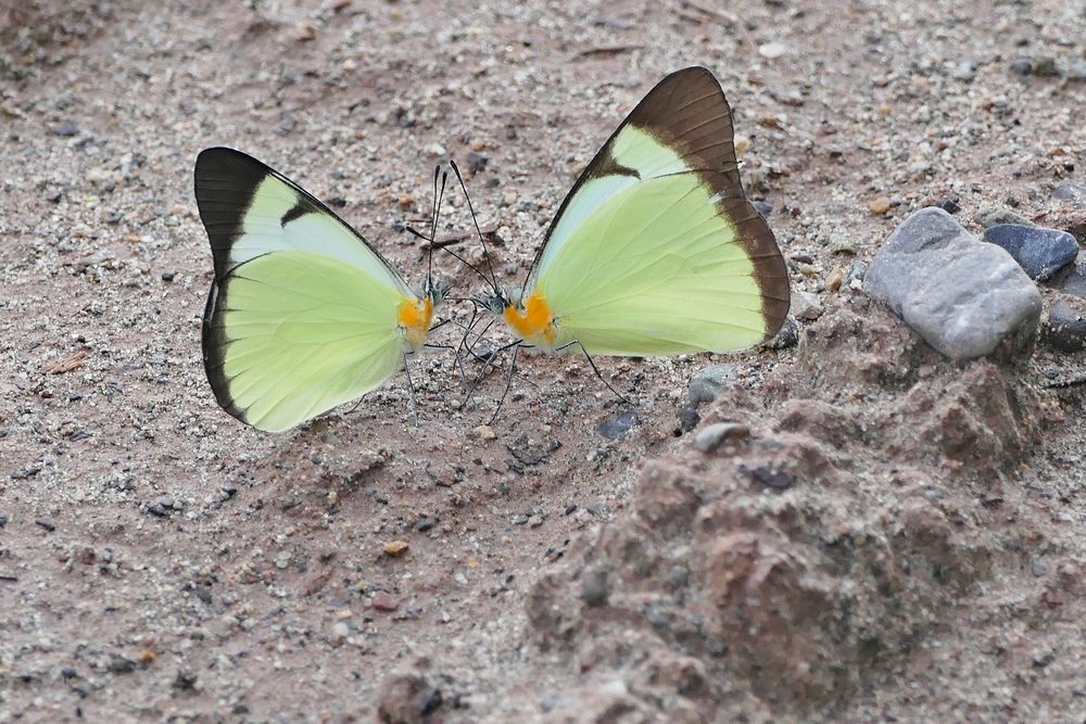 Beachparty, Melete lycimnia lycimnia