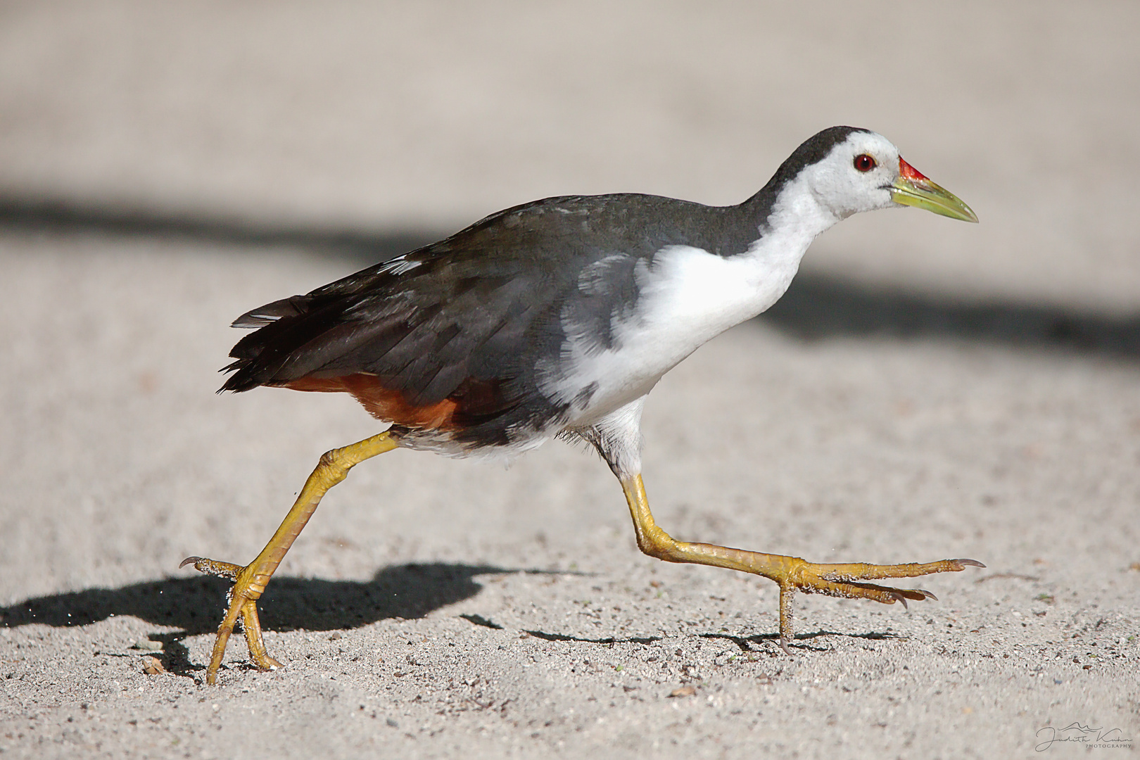 Beachrunner