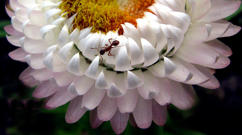 Beachtliche Kletterleistung an einer 80 cm hohen Strohblume