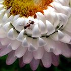 Beachtliche Kletterleistung an einer 80 cm hohen Strohblume