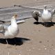 Beachvolleyball (Team Niederlande)