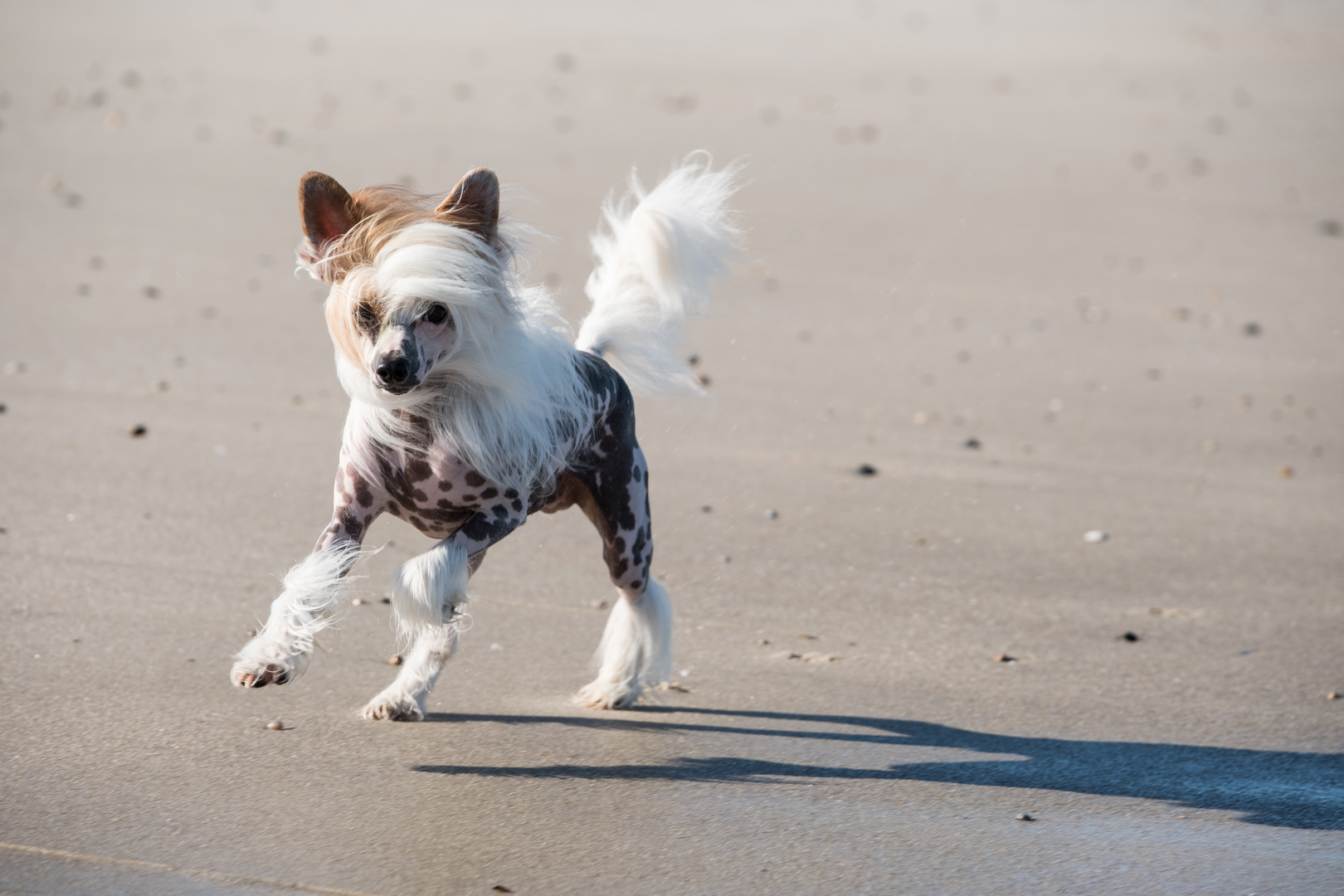 Beachwalker...