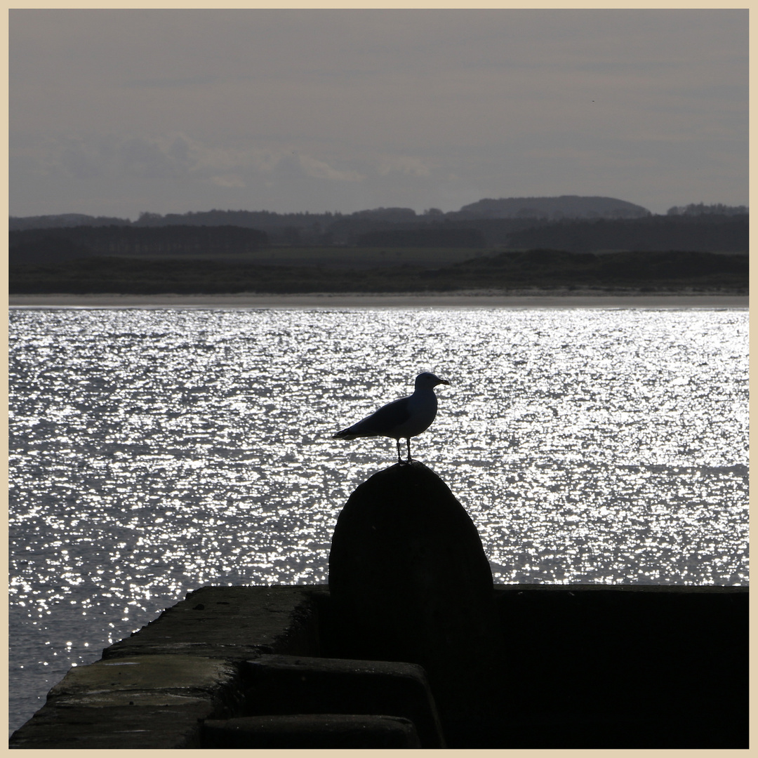 beadnell harbour 2