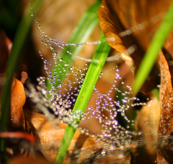 beads