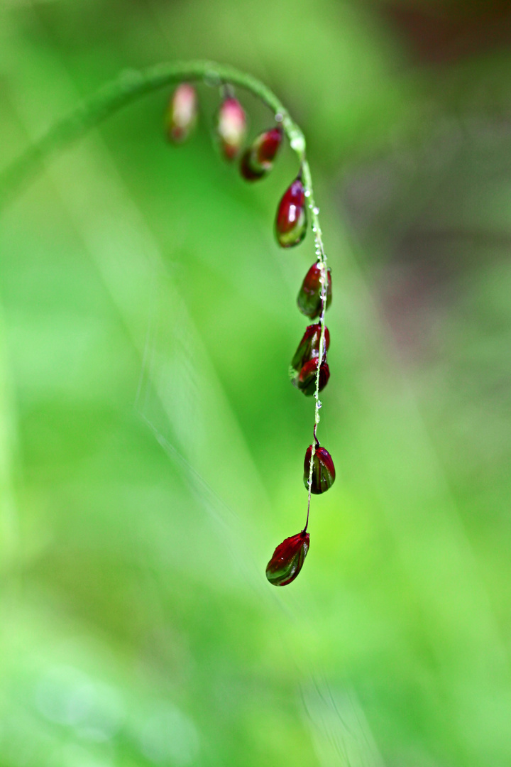 beads