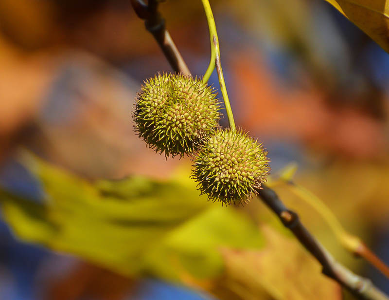 Beads of Autumn...