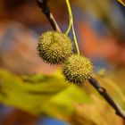 Beads of Autumn...