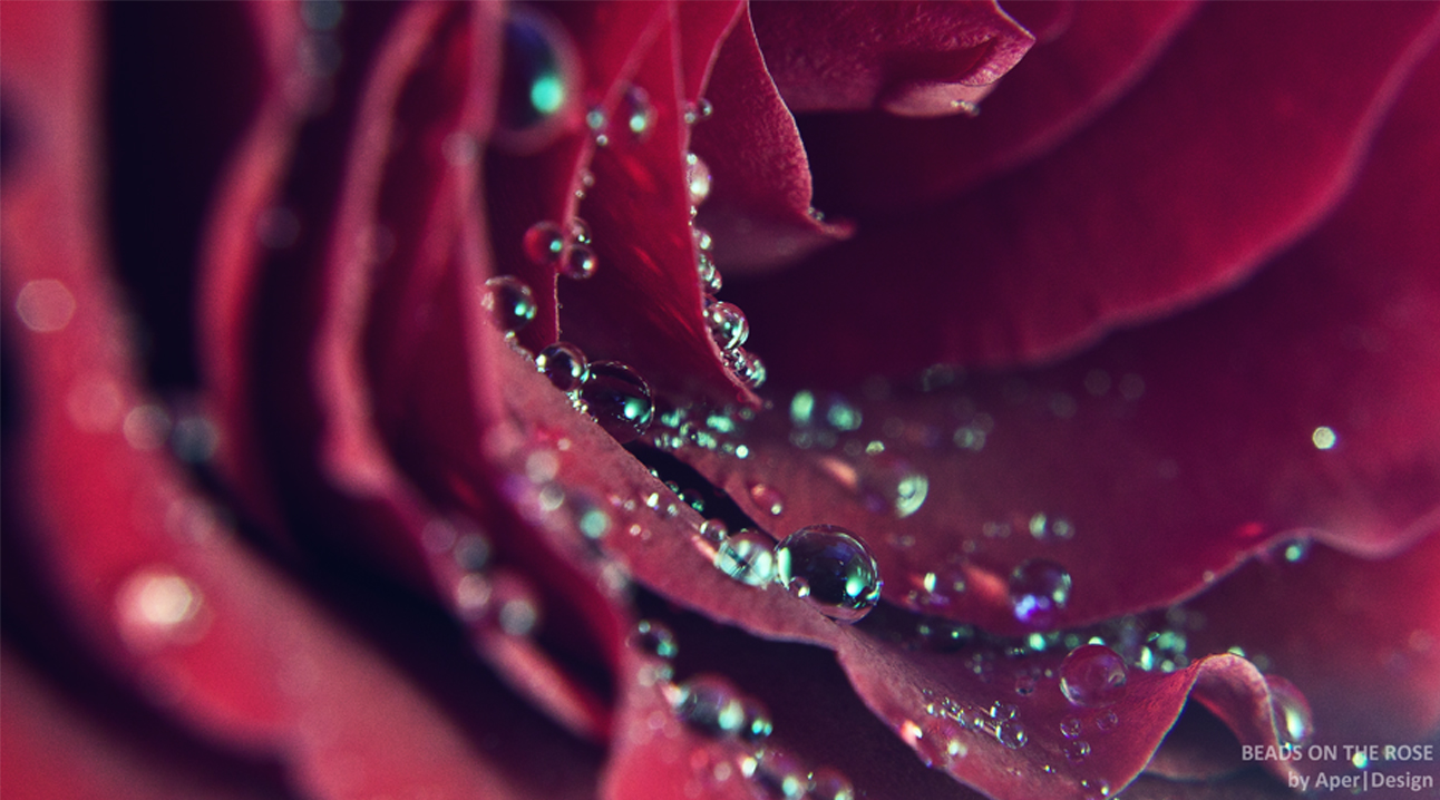 Beads on the rose