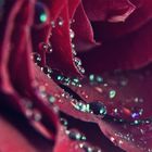 Beads on the rose