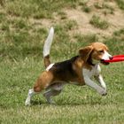 Beagilitiy - Disziplin Frisbee 