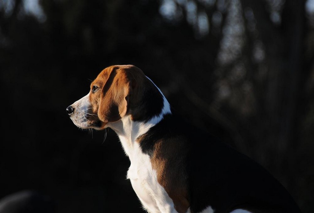 Beagle