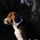 Beagle