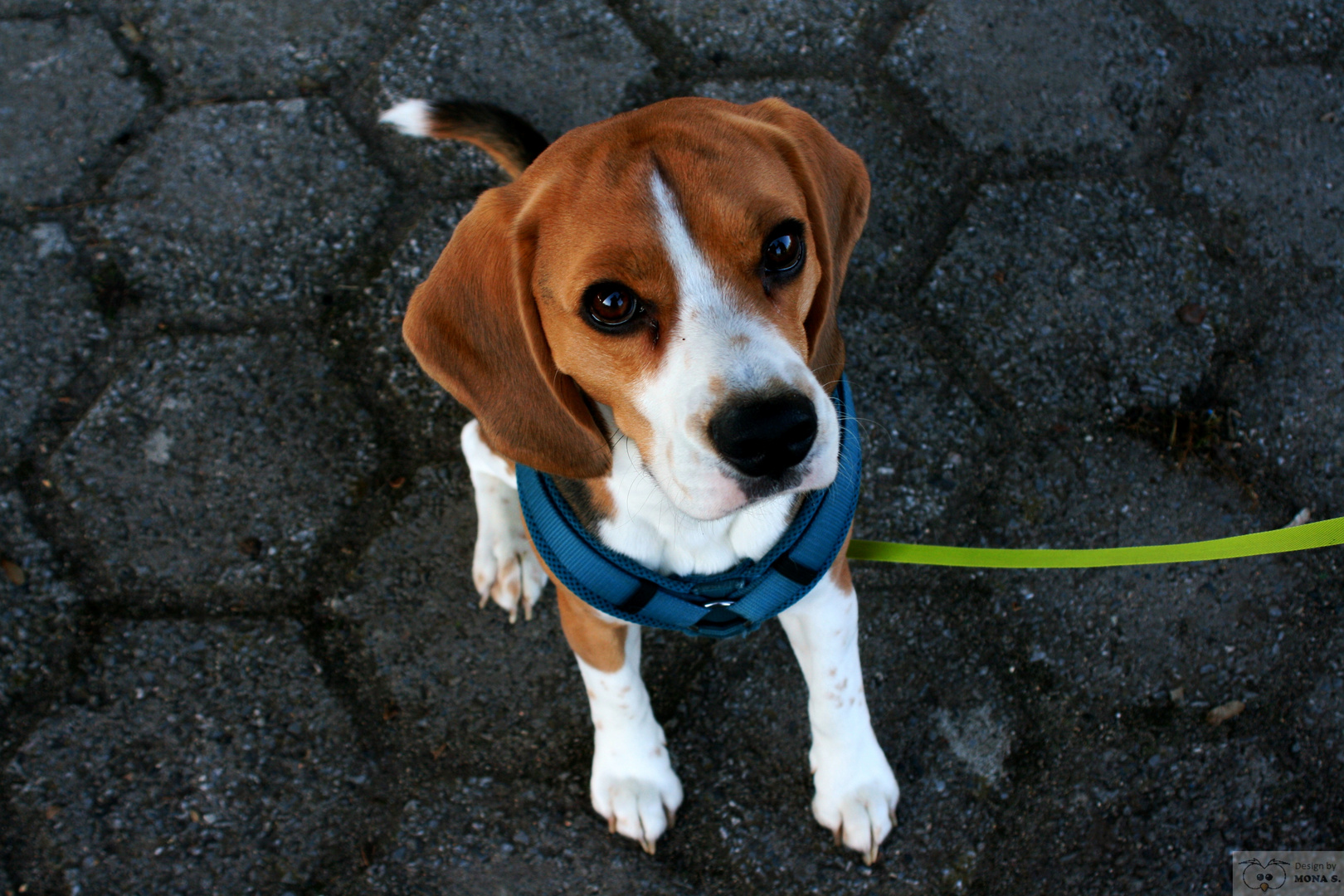 Beagle