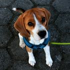 Beagle