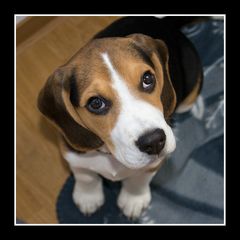 Beagle