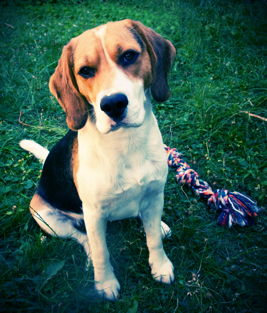 Beagle