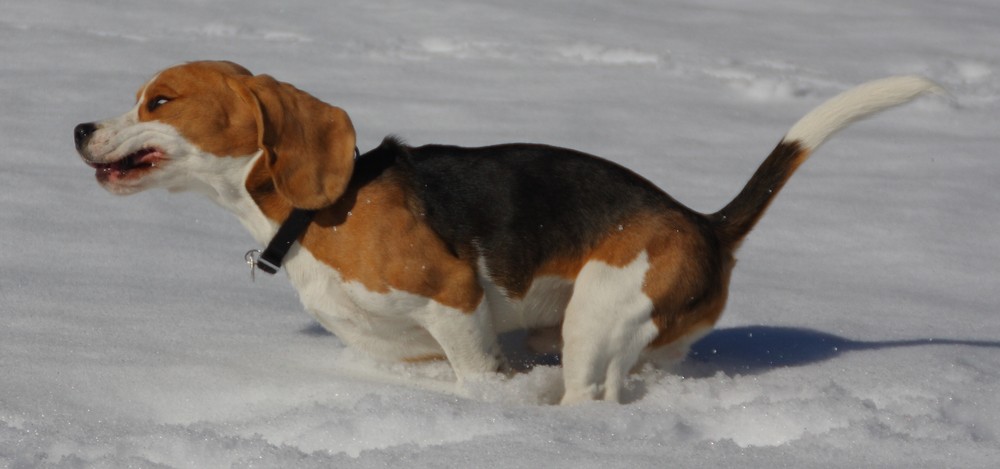 Beagle