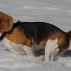 Beagle