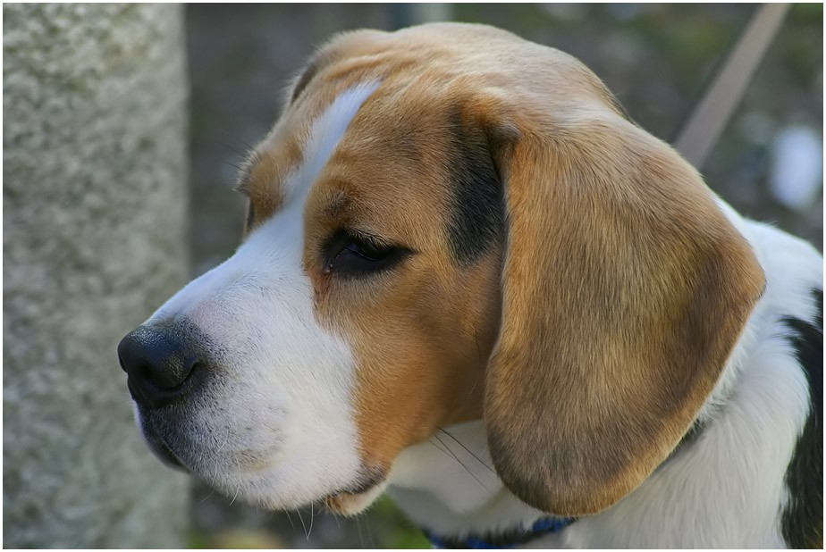 Beagle