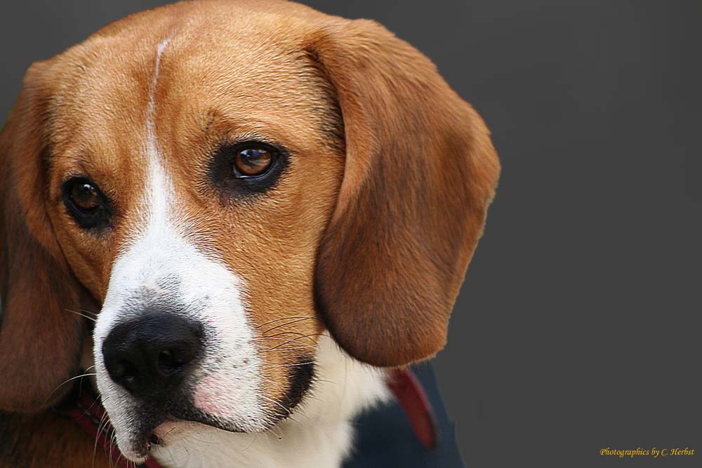 Beagle