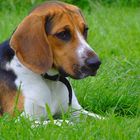 Beagle <3