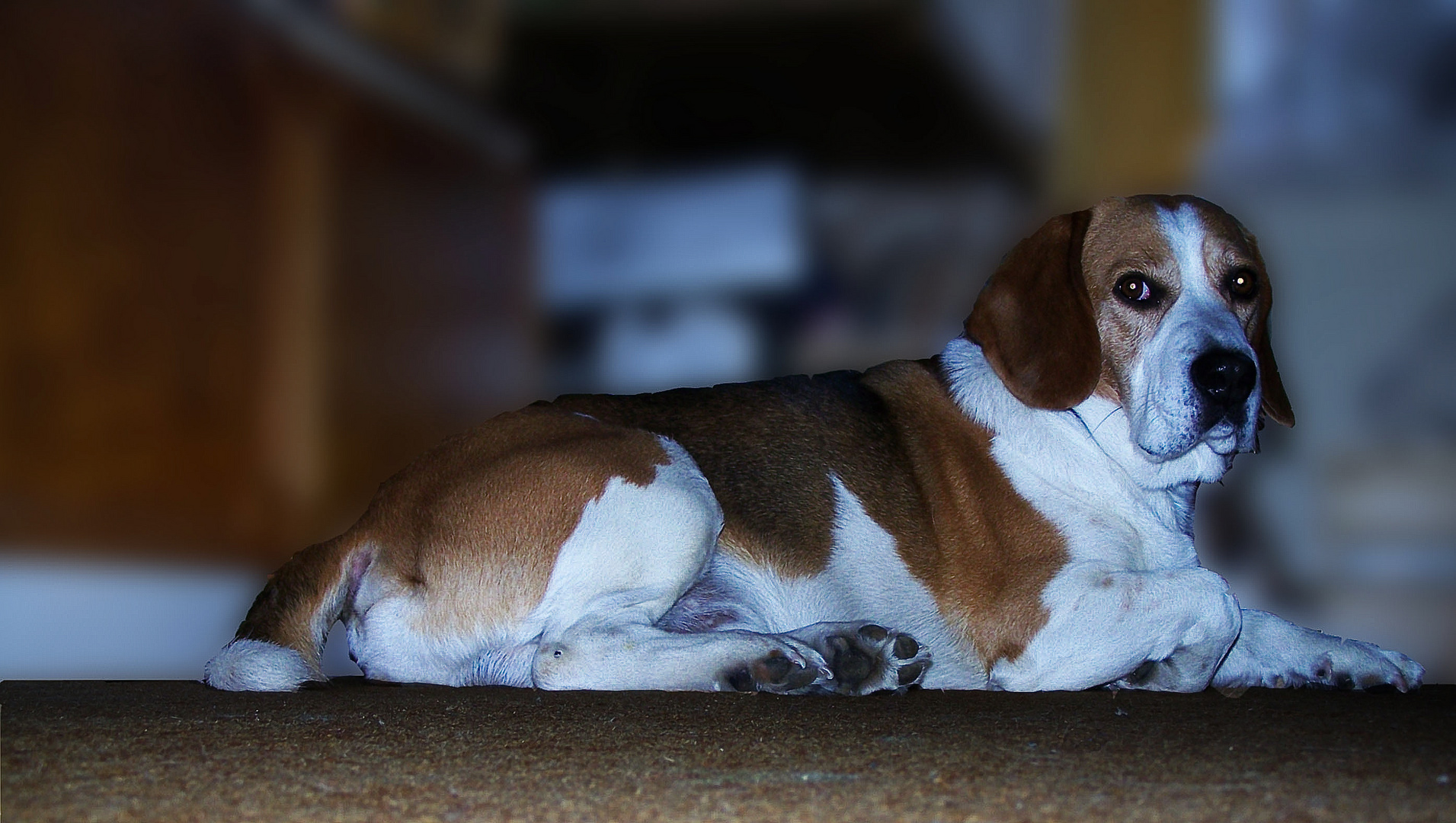 beagle